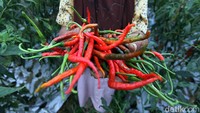 Sekali panen  dalam jangka waktu seminggu sekali petani cabai tersebut dapat memperoleh sekitar 30 hingga 50 kilogram.