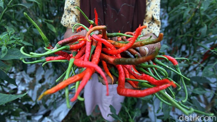 Panen Melimpah Cabai dan Sawi Putih di Desa Segoro Gunung Desa Segoro Gunung, Karanganyar, Jawa Tengah, tengah panen besar cabai merah dan sawi putih. Yuk, intip keseruannya.
