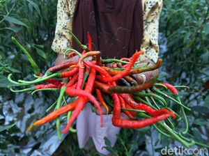 Jelang Nataru, Harga Jengkol-Cabai di Tasik Meroket!