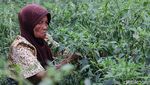Panen Melimpah Cabai dan Sawi Putih di Desa Segoro Gunung