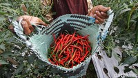 Cabai Merah dibeli pedagang seharga Rp. 10.000,00 untuk dijual lagi di pasar Kemuning, pasar Karanpandan, dan beberapa pasar di kota Solo.