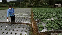 Di lahan tersebut petani dapat mengambil Sawi saat musim panen tiba sebanyak 5 ton yang sudah diambil pedagang pasar Kemuning, dan beberapa pasar di kota Solo. Harga Sawi Putih dijual dari petani Rp.2.500 hingga Rp. 3000 per kilogramnya.