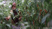 Suwarni (74) memanen Cabai Merah di kebun samping rumahnya di di desa Segoro Gunung, kelurahan Segoro Gunung, kecamatan Ngargoyoso, Karanganyar, Jawa Tengah, Jumat (1/10).