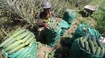 Duh, Harga Timun Anjlok di Jawa Timur