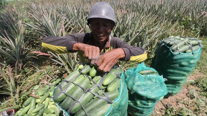 Petani mengemas mentimun ke dalam karung saat panen di area persawahan Desa Selodono, Kediri, Jawa Timur, Jumat (1/10/2021). Harga jual mentimun di tingkat petani di daerah tersebut dua pekan terakhir terus menurun dari sebelumnya Rp4.500 menjadi hanya Rp3.200 per kilogram karena pasokan melimpah di pasaran. ANTARA FOTO/Prasetia Fauzani/aww.