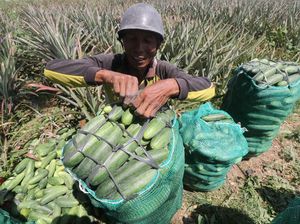 Duh, Harga Timun Anjlok di Jawa Timur