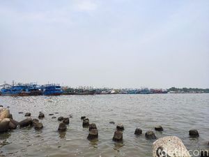 Cemari Laut Jakarta, Peneliti Ingatkan Tak Berlebihan Minum Paracetamol