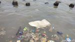 Lihat! Ini Laut Ancol dan Angke Jakarta yang Tercemar Parasetamol