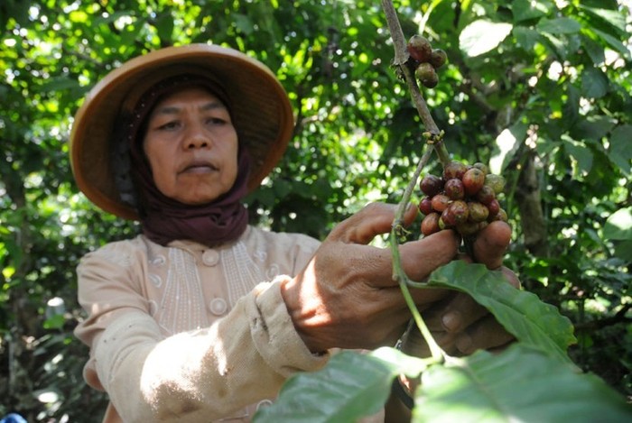 Single Origin Indonesia Hari Kopi Internasional 2021, 7 Single Origin Indonesia Ini Jadi Primadona di Dunia