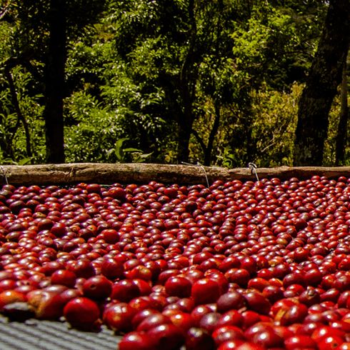 Hari Kopi Internasional 2021, 7 Single Origin Indonesia Ini Jadi Primadona di Dunia