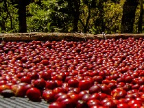 Kopi Single Origin Punya Keunikan, Indonesia Punya 7 Jenis Unggulan