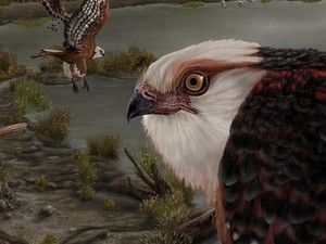 Tulang Belulang Elang Purba 25 Juta Tahun Ungkap Cara Predator Bertahan Hidup