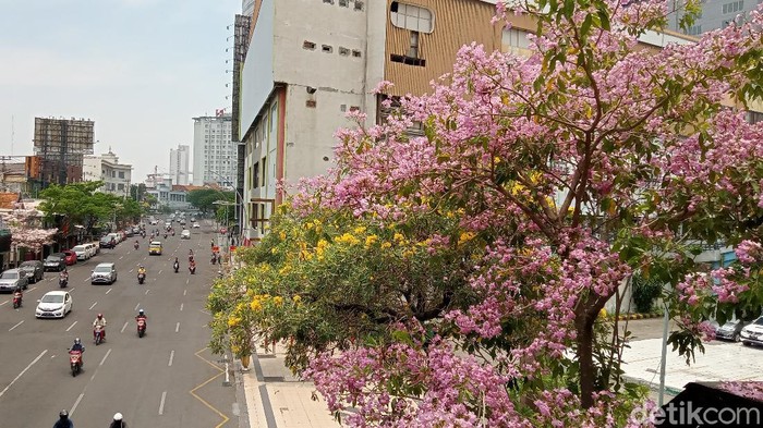 Bunga tabebuya bermekaran di sejumlah jalan protokol Surabaya. Bunga asal Brazil ini mempercantik wajah Kota Pahlawan.