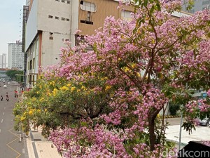Mengenal Pohon Tabebuya yang Berbunga Cantik Mirip Sakura