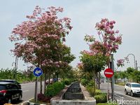 Bunga Tabebuya Bermekaran, Surabaya Berasa Negeri Sakura