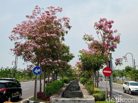 Bunga tabebuya bermekaran di sejumlah jalan protokol Surabaya. Bunga asal Brazil ini mempercantik wajah Kota Pahlawan.