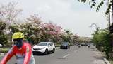 Bunga Tabebuya Bermekaran, Surabaya Berasa Negeri Sakura