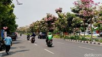 Cantiknya Bunga Tabebuya Yang Bermekaran Di Surabaya