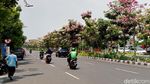 Cantiknya Bunga Tabebuya yang Bermekaran di Surabaya