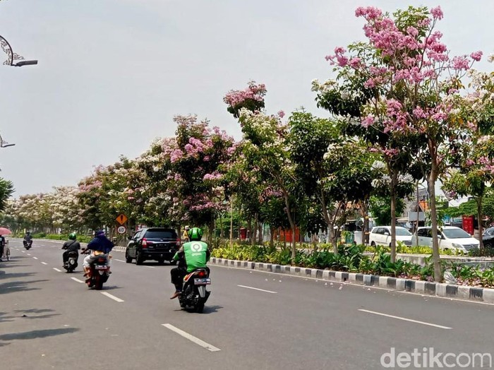 Bunga tabebuya di sejumlah jalan di Surabaya mulai bermekaran. Mekarnya bunga tabebuya membuat Kota Surabaya semakin indah.