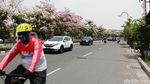 Cantiknya Bunga Tabebuya yang Bermekaran di Surabaya