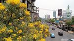 Cantiknya Bunga Tabebuya yang Bermekaran di Surabaya