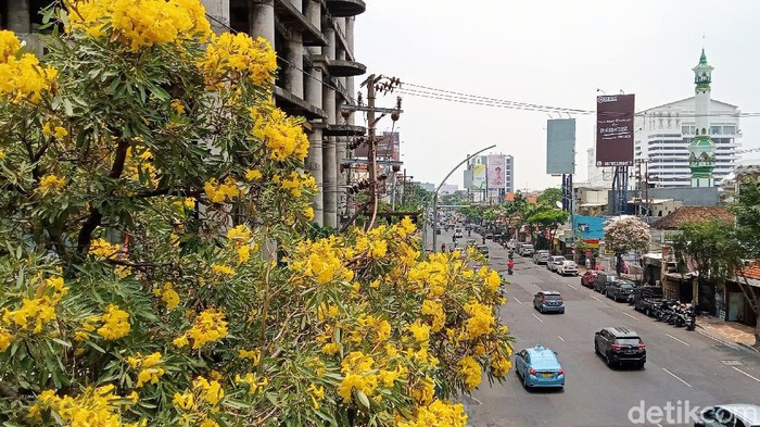 Bunga tabebuya di sejumlah jalan di Surabaya mulai bermekaran. Mekarnya bunga tabebuya membuat Kota Surabaya semakin indah.