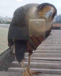 Foto yang mengecoh