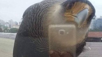 Burung ini selfie di depan kaca. Foto: Reddit