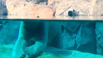 Loh kepala dan badan bisa terpisah. Foto: Reddit