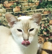 Foto yang mengecoh