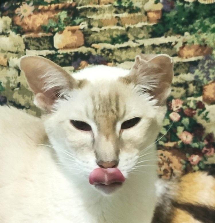 Foto yang mengecoh Foto yang mengecoh