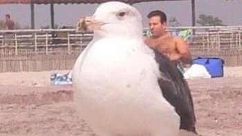 Pria ini menunggangi burung. Foto: Reddit