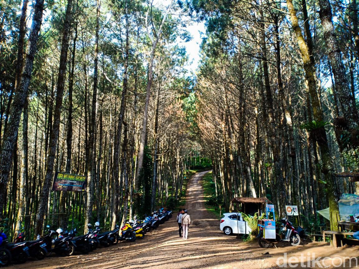 Hutan Pinus Giri Wening