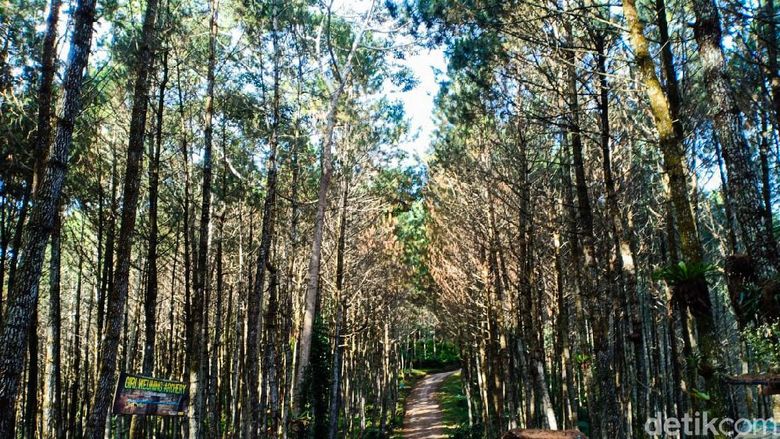 Hutan Pinus Giri Wening Hutan Pinus Giri Wening