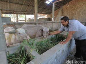 Keraton Solo Berikan Empat Kebo Bule ke Ponorogo