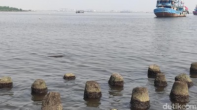Penampakan Muara Angke yang Airnya Tercemar Paracetamol