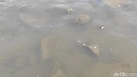 Pantauan detikcom, Sabtu (2/10/2021), air laut di Muara Angke tampak keruh. Kapal-kapal juga terparkir di Pelabuhan Muara Angke ini. (Azhar Bagas Ramadhan/detikcom)