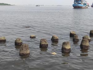 Air Laut di Muara Angke Mengandung Paracetamol, Warga Tak Cium Bau Obat