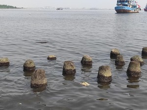 Air Laut di Muara Angke Mengandung Paracetamol, Warga Tak Cium Bau Obat