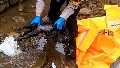 Polisi Evakuasi Bangkai Lutung yang Tersengat Listrik di Pekalongan