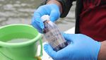 Momen DLH Ambil Sampel Air Tercemar Paracetamol di Teluk Jakarta