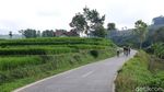 Nanjak Syahdu di Sumedang, Disambut Sawah Berundak Layaknya Bali