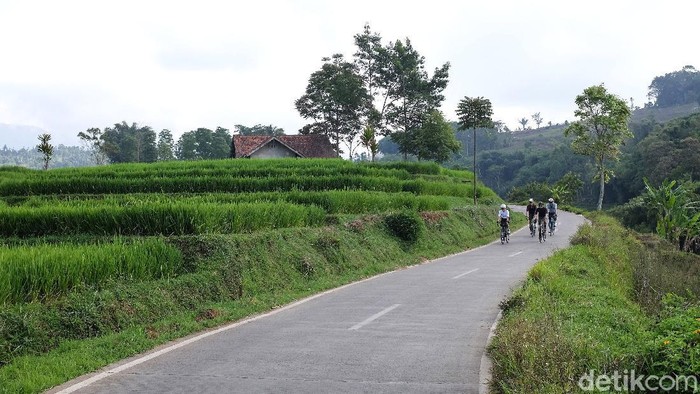 Nanjak Syahdu di Sumedang yang Disambut Sawah Berundak Layaknya di Bali Banyak rute cantik nan syahdu untuk bersepeda di Sumedang, Jawa Barat. Salah satunya trek menuju ke Ciherang.