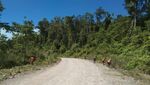 Wow! Bukit-Rimba Ditembus demi Buka Jalan di Papua