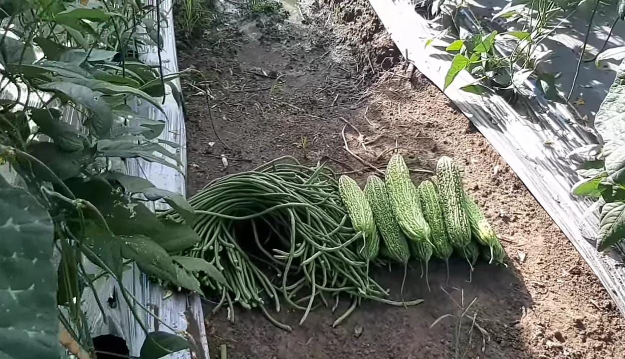 Untung Terus! Petani Ini Sukses Kombinasikan 10 Tanaman dalam Satu Lahan