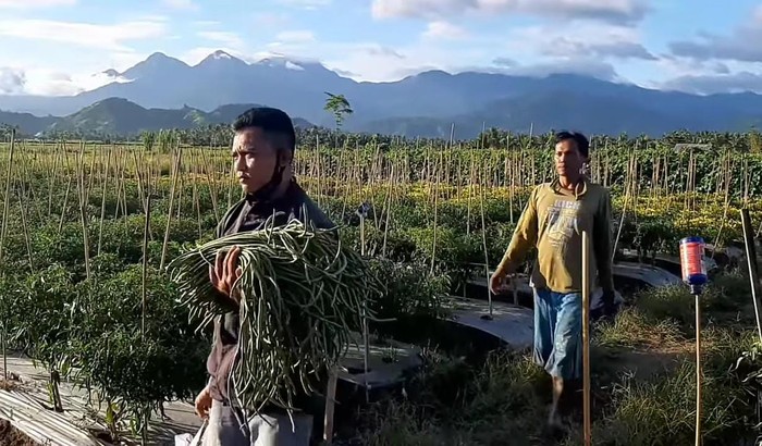 Untung Terus! Petani Ini Sukses Kombinasikan 10 Tanaman dalam Satu Lahan