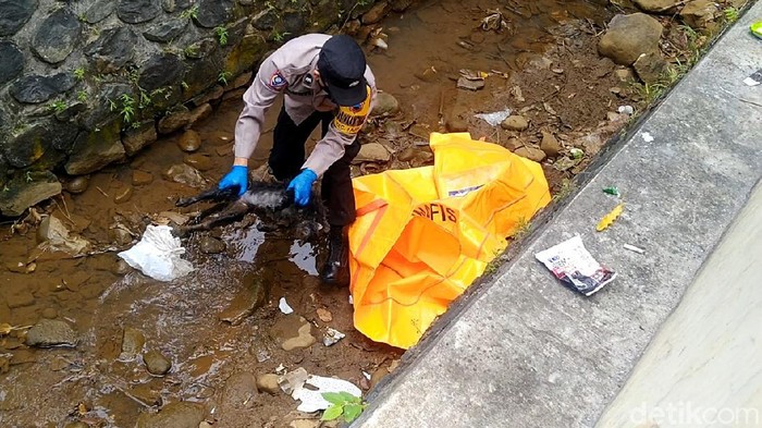 Seekor lutung Jawa mati setelah tersengat listrik di Desa Gejlik, Kajen, Pekalongan, Sabtu (2/10). Polisi pun langsung mengevakuasi bangkai lutung tersebut.