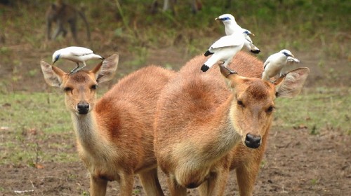Taman Nasional Bali Barat