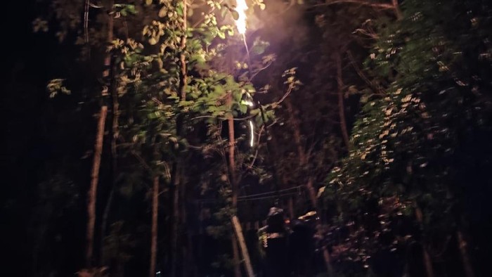 evakuasi sarang tawon vespa di Lamongan